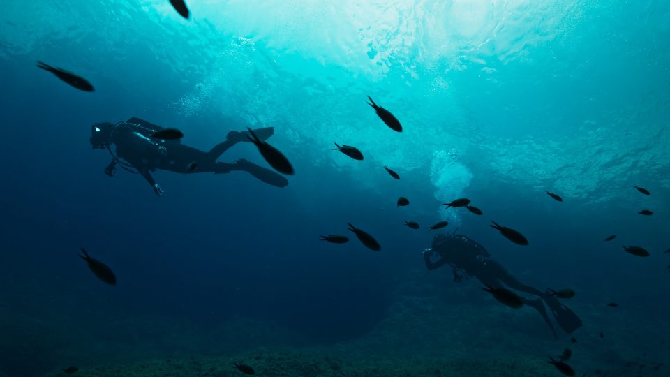 Unter dem Meer: zwei Taucher mit Sauerstofflaschen schwimmen mit einer Reihe von Fischen unter der Meeresoberfläche entlang.